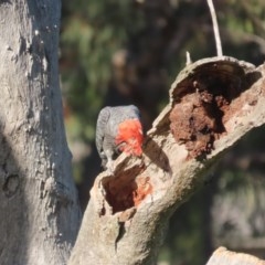 Callocephalon fimbriatum at O'Malley, ACT - suppressed