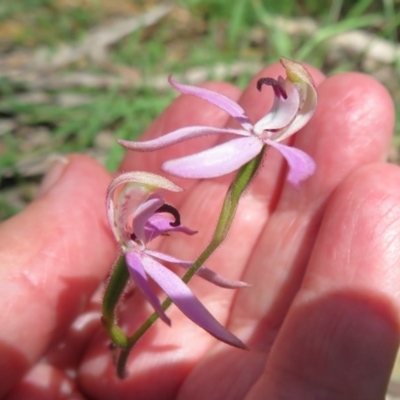 Caladenia congesta (Pink Caps) at Uriarra Village, ACT - 15 Nov 2020 by Christine