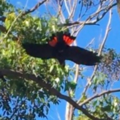 Calyptorhynchus lathami lathami (Glossy Black-Cockatoo) at Mystery Bay, NSW - 15 Nov 2020 by LocalFlowers