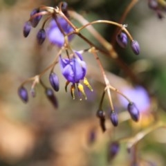 Dianella sp. (Flax Lily) at Mongarlowe, NSW - 15 Nov 2020 by LisaH