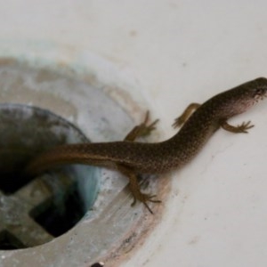 Saproscincus mustelinus at Mongarlowe, NSW - 15 Nov 2020