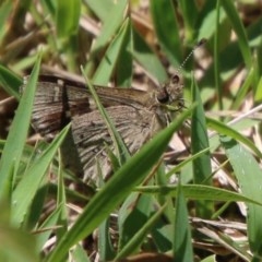 Pasma tasmanica (Two-spotted Grass-skipper) at Mongarlowe River - 15 Nov 2020 by LisaH