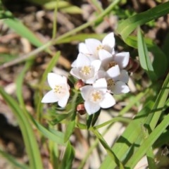 Boronia nana var. hyssopifolia at Mongarlowe, NSW - 15 Nov 2020 by LisaH