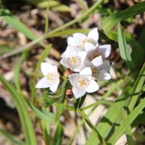 Boronia nana var. hyssopifolia at Mongarlowe, NSW - suppressed