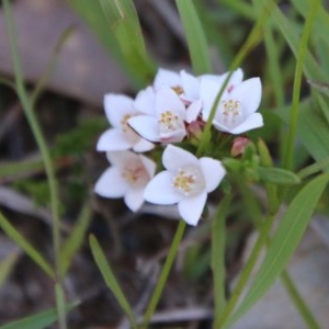 Boronia nana var. hyssopifolia at Mongarlowe, NSW - suppressed