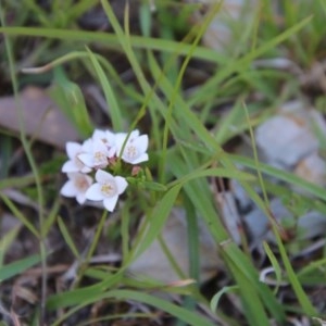 Boronia nana var. hyssopifolia at Mongarlowe, NSW - suppressed