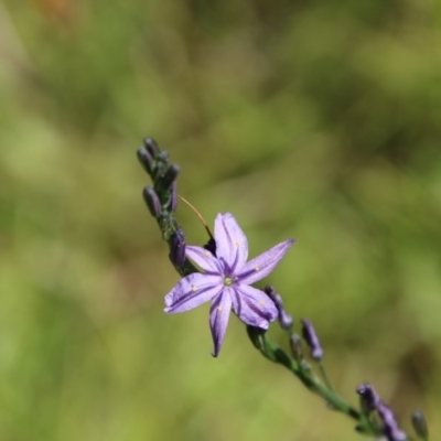 Caesia calliantha (Blue Grass-lily) at Mongarlowe River - 15 Nov 2020 by LisaH