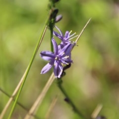 Caesia calliantha at Mongarlowe, NSW - 15 Nov 2020