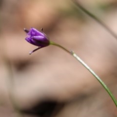 Thysanotus juncifolius (Branching Fringe Lily) at Moruya, NSW - 14 Nov 2020 by LisaH