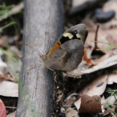 Heteronympha merope (Common Brown Butterfly) at Moruya, NSW - 14 Nov 2020 by LisaH