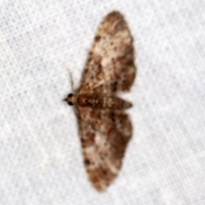 Chloroclystis approximata at Forde, ACT - 6 Nov 2020