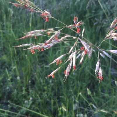 Rytidosperma pallidum (Red-anther Wallaby Grass) at The Pinnacle - 14 Nov 2020 by strigo