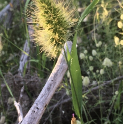 Echinopogon sp. (Hedgehog Grass) at Hawker, ACT - 14 Nov 2020 by strigo