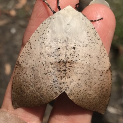 Gastrophora henricaria (Fallen-bark Looper, Beautiful Leaf Moth) at Wallagoot, NSW - 13 Nov 2020 by Rose