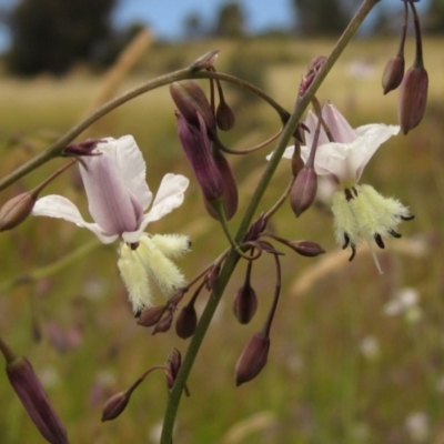 Arthropodium milleflorum (Vanilla Lily) at Holt, ACT - 15 Nov 2020 by pinnaCLE