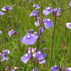 Utricularia dichotoma (Fairy Aprons, Purple Bladderwort) at Holt, ACT - 15 Nov 2020 by pinnaCLE