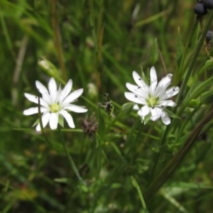 Stellaria angustifolia at Holt, ACT - 15 Nov 2020 01:15 PM