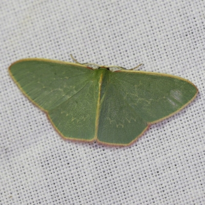 Chlorocoma dichloraria (Guenee's or Double-fringed Emerald) at Forde, ACT - 6 Nov 2020 by ibaird