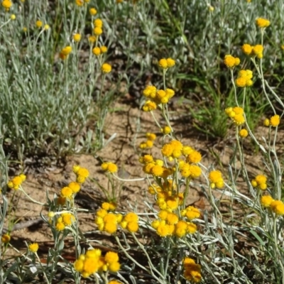 Chrysocephalum apiculatum (Common Everlasting) at Jerrabomberra, ACT - 14 Nov 2020 by Mike