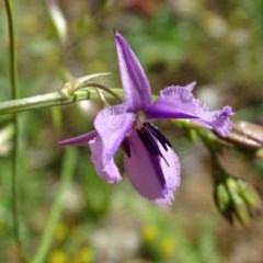 Arthropodium fimbriatum (Nodding Chocolate Lily) at Symonston, ACT - 14 Nov 2020 by Mike