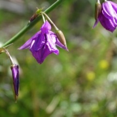 Arthropodium fimbriatum at Symonston, ACT - 14 Nov 2020