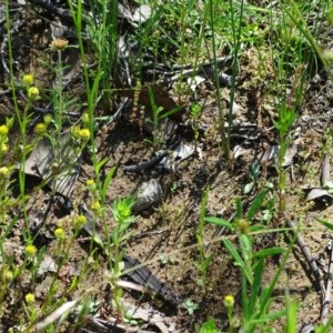 Arthropodium fimbriatum at Symonston, ACT - 14 Nov 2020