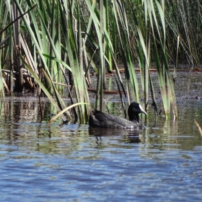 Fulica atra (Eurasian Coot) at Symonston, ACT - 14 Nov 2020 by Mike