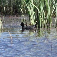 Fulica atra at Symonston, ACT - 14 Nov 2020