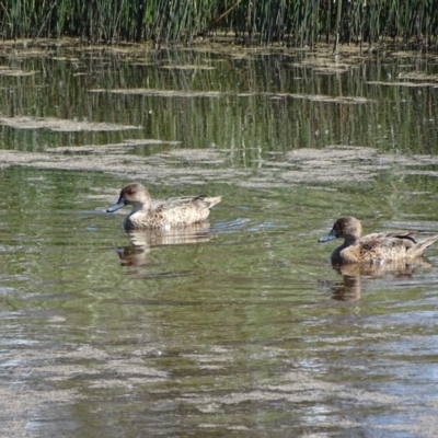 Anas gracilis (Grey Teal) at Jerrabomberra, ACT - 14 Nov 2020 by Mike