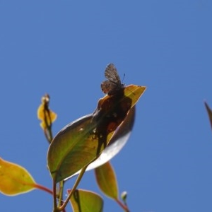 Acrodipsas myrmecophila at suppressed - 14 Nov 2020