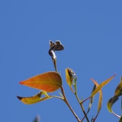 Acrodipsas myrmecophila at suppressed - 14 Nov 2020