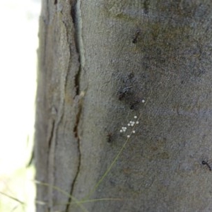 Acrodipsas myrmecophila at suppressed - 14 Nov 2020