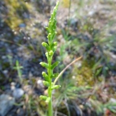 Microtis sp. (Onion Orchid) at Isaacs, ACT - 14 Nov 2020 by Mike