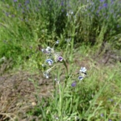 Cynoglossum australe (Australian Forget-me-not) at O'Malley, ACT - 14 Nov 2020 by Mike