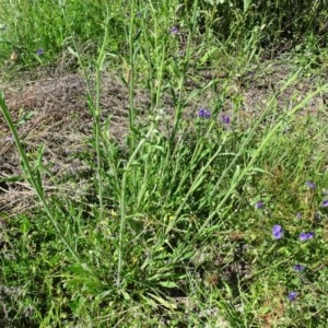 Cynoglossum australe at O'Malley, ACT - 14 Nov 2020