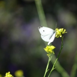 Pieris rapae at O'Malley, ACT - 14 Nov 2020 09:31 AM