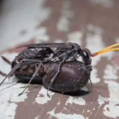 Pompilidae (family) (Unidentified Spider wasp) at Downer, ACT - 15 Nov 2020 by TimL