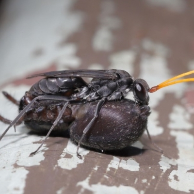 Pompilidae (family) (Unidentified Spider wasp) at ANBG - 15 Nov 2020 by TimL