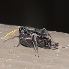 Pompilidae (family) at Downer, ACT - 15 Nov 2020 11:02 AM