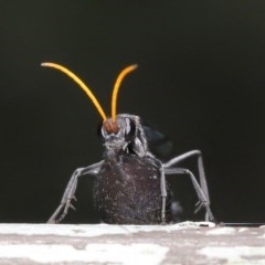 Pompilidae (family) at Downer, ACT - 15 Nov 2020