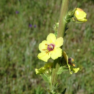 Verbascum virgatum (Green Mullein) at O'Malley, ACT - 13 Nov 2020 by Mike