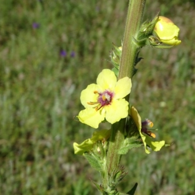 Verbascum virgatum (Green Mullein) at O'Malley, ACT - 14 Nov 2020 by Mike