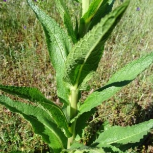 Verbascum virgatum at O'Malley, ACT - 14 Nov 2020