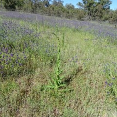 Verbascum virgatum at O'Malley, ACT - 14 Nov 2020