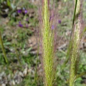 Dichelachne sp. at O'Malley, ACT - 14 Nov 2020