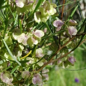 Dodonaea viscosa at Isaacs Ridge - 14 Nov 2020