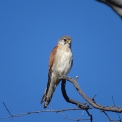 Falco cenchroides (Nankeen Kestrel) at O'Malley, ACT - 13 Nov 2020 by Mike