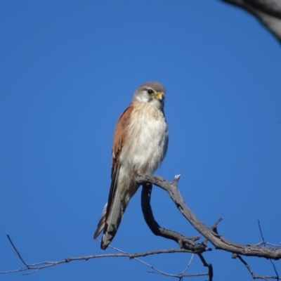 Falco cenchroides (Nankeen Kestrel) at O'Malley, ACT - 13 Nov 2020 by Mike