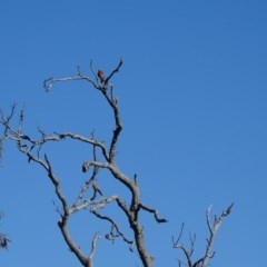 Falco cenchroides at O'Malley, ACT - 14 Nov 2020