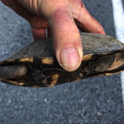 Chelodina longicollis (Eastern Long-necked Turtle) at Tennent, ACT - 10 Nov 2020 by KMcCue